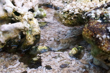 Observe the Barred mudskipper in the aquarium