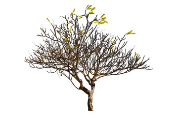 Fototapeta premium Plumeria Tree (Frangipani Trees) Isolated On White Background, Trees Database Botanical Garden Organization Elements Of Nature, Tropical Trees Isolated Used For Design.