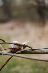 habitat snail