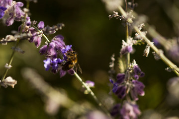 Abeja trabajando