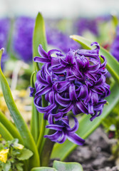 Violet hyacinth flowers growing on the ground in the garden. Spring flowering.