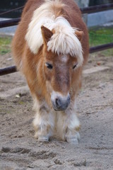 Naklejka na ściany i meble Horse pony with short leg features