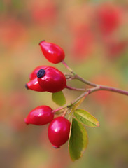 The rose hip or rosehip