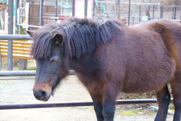 Horse pony with short leg features