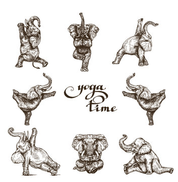 Elephants gymnastics yoga time set of different poses style engraving sketch vector