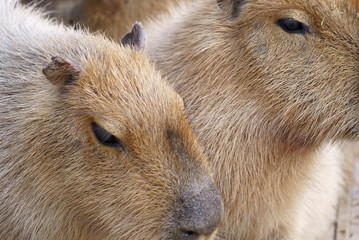 Capybara family in the zoo