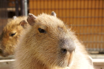 Capybara family in the zoo