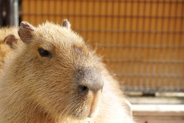 Capybara family in the zoo