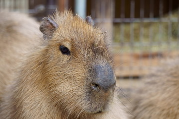 Capybara family in the zoo