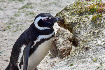 Fototapeta premium Magellanic Penguin
