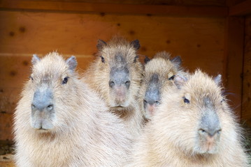 Capybara family in the zoo