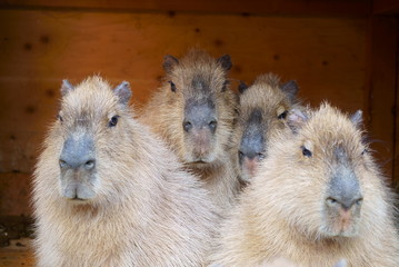 Capybara family in the zoo