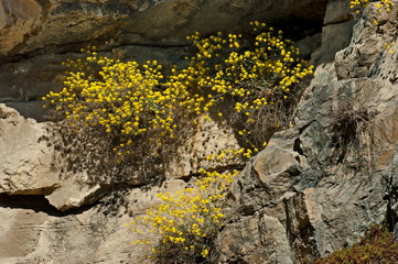 Alyssum rock Aurunia saxatile blooms on the slopes in Teteven mountain, Bulgaria