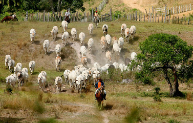 farm animal husbandry