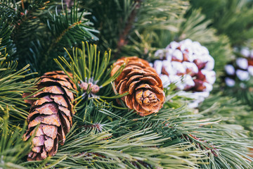 Regal green Fir branches with Pine Cones, two natural and one white frosted. St Anton am Arlberg ski resort, Austria, Europe