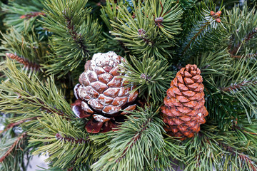 Regal green Fir branches with Pine Cones, one natural and one white frosted. St Anton am Arlberg ski resort, Austria, Europe