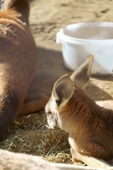 Brown kangaroo with big ears