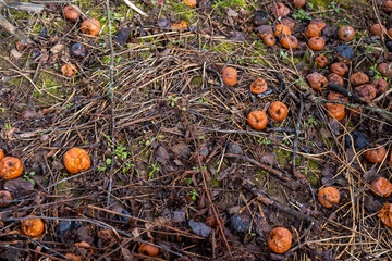 Old rotten orange apples are scattered on the ground among dry grass and branches. Spring boring and gloomy nature in the garden.