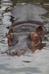 Hippo swimming in the water