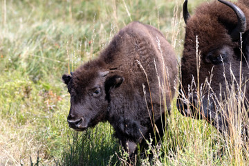 Fototapeta premium Two Buffalo