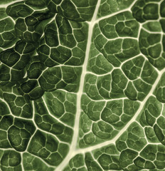 Texturas fractales en la naturaleza