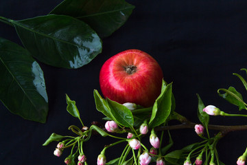 Top view red apple, tangerine leaves and pear blossoms. Process is still life with bright colors. black background