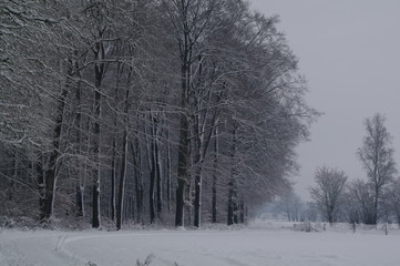 Winterlandschaft, Bäume, Schnee, Winter, Wald, Wege, Frost, 