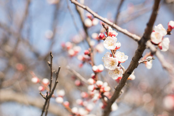Flowers of the cherry blossoms on a spring day