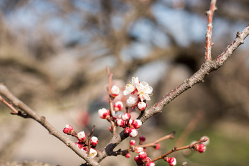Flowers of the cherry blossoms on a spring day