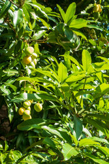 Tropen - Mangobaum