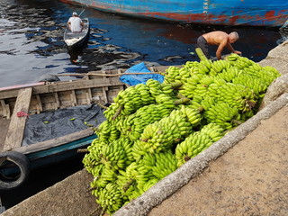  Bananas (Musa) delivery by boat to the banana market in Manaus, Amazon - Brazil