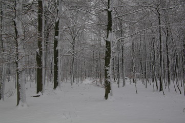 Winterlandschaft, Bäume, Schnee, Winter, Wald, Wege, Frost, 