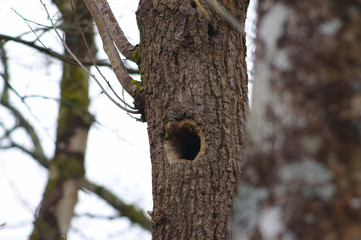 woodpecker hole in a tree