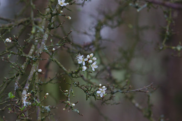 blackthorn flowers