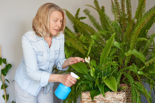 Woman watering flowers home. A housewife takes care of home flowers.House plants in the apartment.