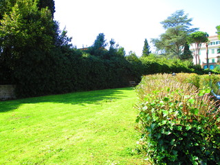 garden grass in spring season