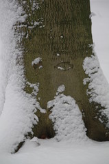 Naklejka na ściany i meble Winterlandschaft, Bäume, Schnee, Winter, Wald, Wege, Frost, 