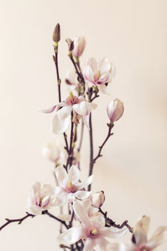 Strau&szlig; Magnolienbl&uuml;ten