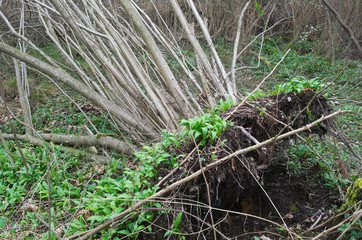 uprooted plant in the forest