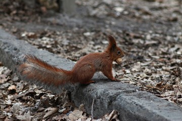 A squirrel in the park