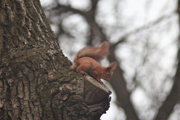 A squirrel in the park