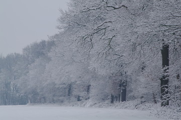 Winterlandschaft, Bäume, Schnee, Winter, Wald, Wege, Frost, 