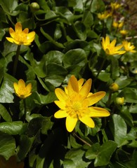 Kaluzhnitsa (Caltha) blooms in the spring garden close-up