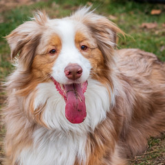 Australian Shepherd