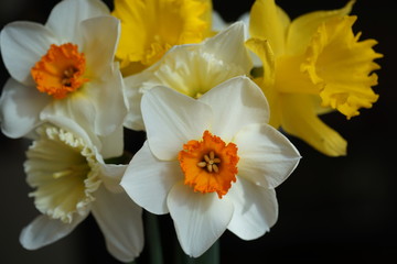 daffodils on black background