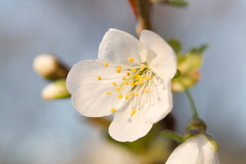 Fototapeta premium Blossom in spring time