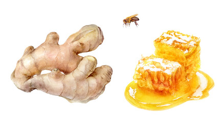 Honey comb ginger set watercolor isolated on white background