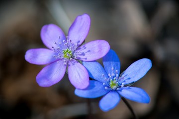 Hepatica is the first colored blue and purple spring flower.