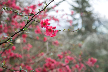 Beautiful pink and purple flowers on the branches of trees