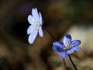 Hepatica is the first colored blue and purple spring flower.